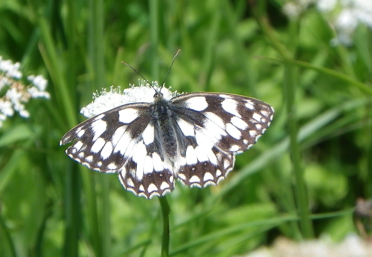 marbled white (2)